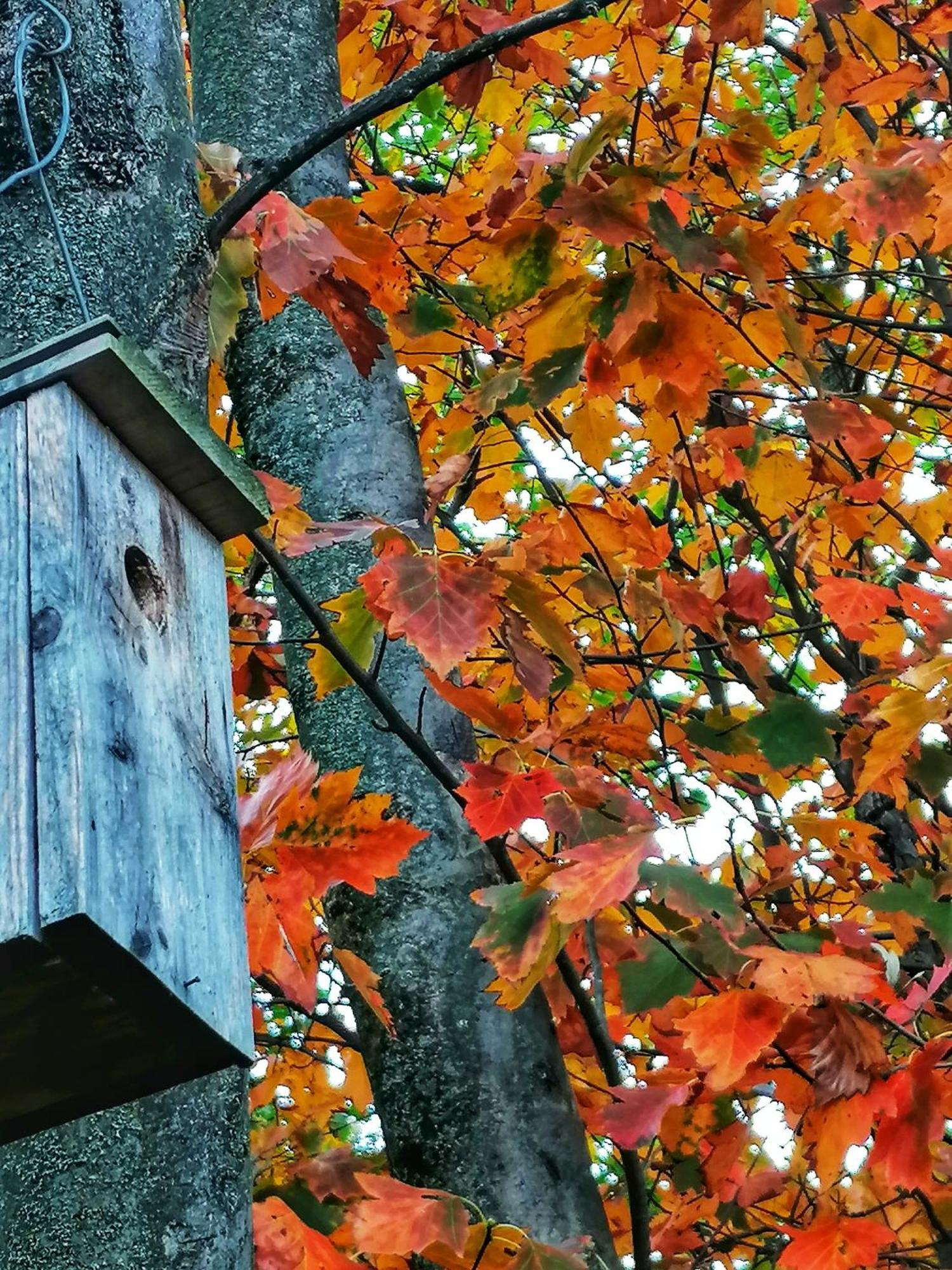 Barkoca Es Szepkilatas Vendeghaz / Cabin Verőcemaros Bagian luar foto