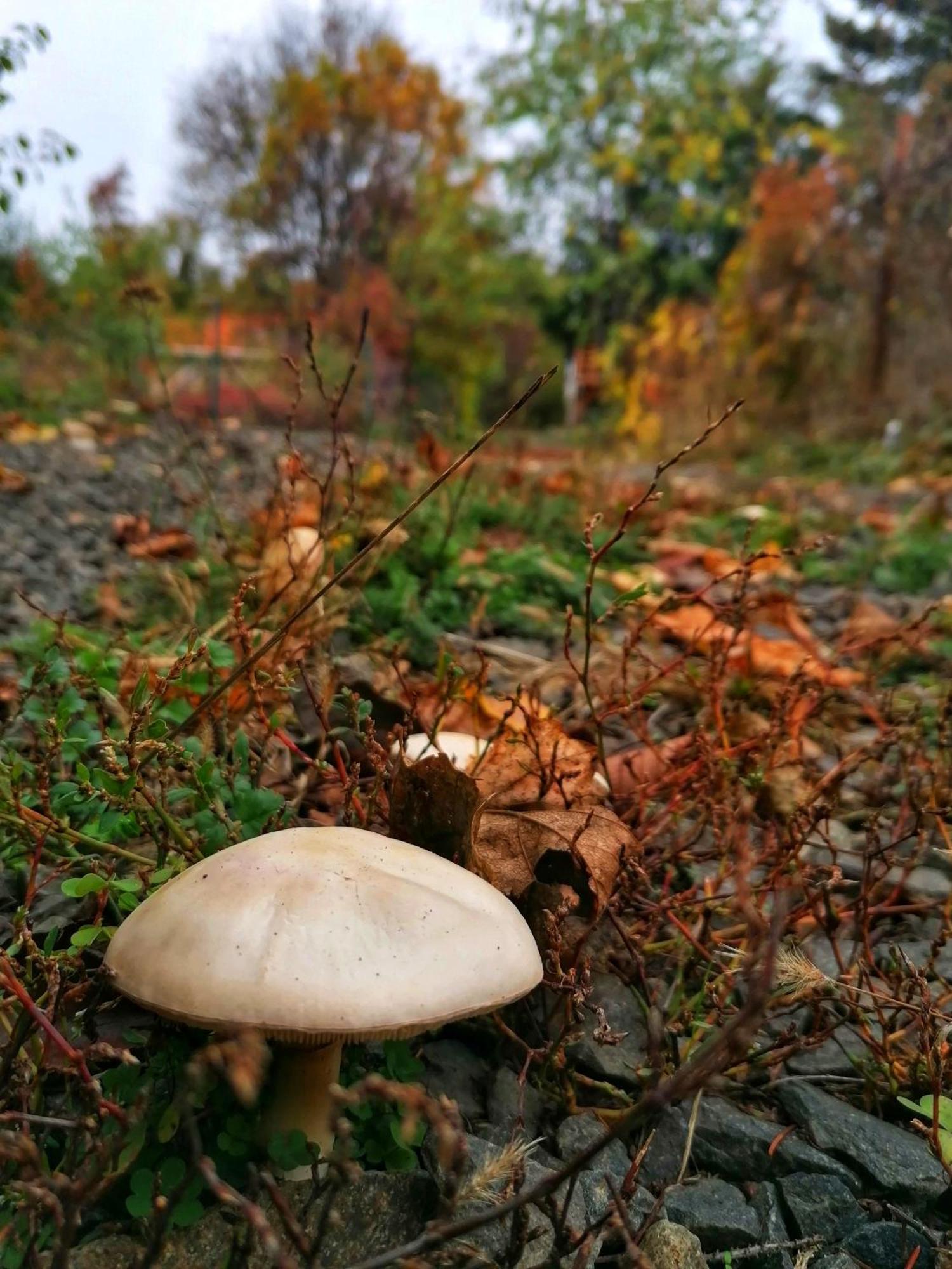Barkoca Es Szepkilatas Vendeghaz / Cabin Verőcemaros Bagian luar foto